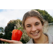 RED CAPSICUM MEDIUM Size Each Whakatane Grown